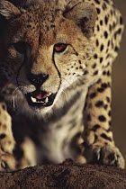 Cheetah (Acinonyx jubatus) portrait, Serengeti, Tanzania