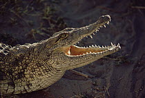Nile Crocodile (Crocodylus niloticus) thermoregulating, Caprivi Strip, Namibia