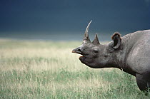 Black Rhinoceros (Diceros bicornis) calling in tall grass, Ngorongoro Crater, Tanzania
