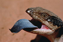 Eastern Blue-tongue Skink (Tiliqua scincoides) showing tongue, Australia