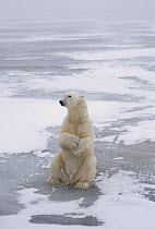 Polar Bear (Ursus maritimus) sitting on ice field, Churchill, Manitoba, Canada