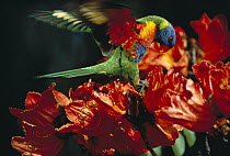 Rainbow Lorikeet (Trichoglossus haematodus) feeding on red flowers, Australia
