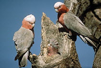 Galah (Eolophus roseicapilla) pair in tree nest cavity with chick, Australia