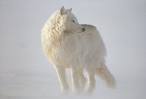 Arctic Wolf (Canis lupus) in blizzard, Ellesmere Island, Nunavut, Canada