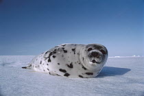 Harp Seal (Phoca groenlandicus) resting on snow, Gulf of St Lawrence, Canada