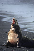 Steller's Sea Lion (Eumetopias jubatus) male calling, Alaska