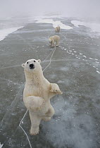 Polar Bear (Ursus maritimus) trio on icefield, Churchill, Manitoba, Canada