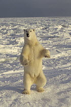 Polar Bear (Ursus maritimus) standing on icefield, Churchill, Manitoba, Canada