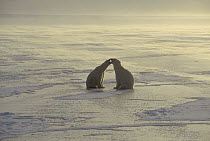 Polar Bear (Ursus maritimus) pair quarreling on icefield, Churchill, Manitoba, Canada