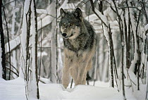 Timber Wolf (Canis lupus) emerging from snowy forest, Minnesota