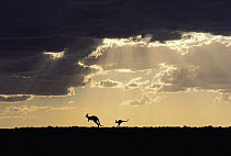 Red Kangaroo (Macropus rufus) pair with clearing storm at sunset, Sturt National Park, Australia