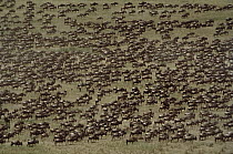 Blue Wildebeest (Connochaetes taurinus) herd migrating, Serengeti