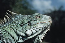 Green Iguana (Iguana iguana) portrait, Central America