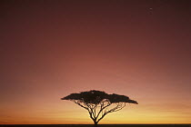 Whistling Thorn (Acacia drepanolobium) tree on savannah at sunset, Serengeti