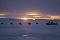 Inuits dog sledding in midnight sun, Ellesmere Island, Nunavut, Canada
