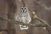 Barred Owl (Strix varia) sitting on branch, Minnesota