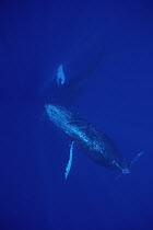 Humpback Whale (Megaptera novaeangliae) friendly singer and joiner, Maui, Hawaii - notice must accompany publication; photo obtained under NMFS permit 987