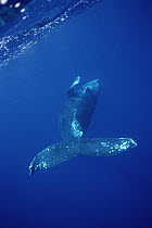Humpback Whale (Megaptera novaeangliae) genital slit, Maui, Hawaii - notice must accompany publication; photo obtained under NMFS permit 987