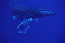 Humpback Whale (Megaptera novaeangliae) friendly mother and calf followed by male escort, Maui, Hawaii - notice must accompany publication; photo obtained under NMFS permit 987