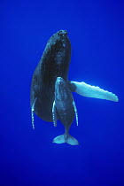 Humpback Whale (Megaptera novaeangliae) friendly mother and calf, Maui, Hawaii - notice must accompany publication; photo obtained under NMFS permit 987