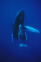 Humpback Whale (Megaptera novaeangliae) cow and calf, Maui, Hawaii - notice must accompany publication; photo obtained under NMFS permit 987
