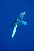 Humpback Whale (Megaptera novaeangliae) curious and calf, Maui, Hawaii - notice must accompany publication; photo obtained under NMFS permit 987