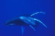 Humpback Whale (Megaptera novaeangliae) mother and calf, Maui, Hawaii - notice must accompany publication; photo obtained under NMFS permit 987