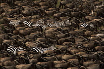Blue Wildebeest (Connochaetes taurinus) and Burchell's Zebra (Equus burchellii) herd migrating, Serengeti