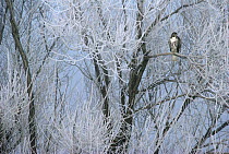 Red-tailed Hawk (Buteo jamaicensis) in icy tree, California
