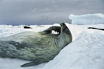 Weddell Seal (Leptonychotes weddellii) scratching chin, Antarctica
