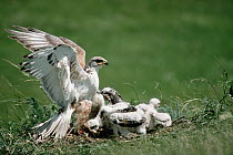 Ferruginous Hawk (Buteo regalis) and chicks on prairie nest, South Dakota