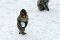 Japanese Macaque (Macaca fuscata) young holding a snow ball, Japan