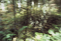 Timber Wolf (Canis lupus) running through trees, Minnesota
