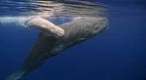 Sperm Whale (Physeter macrocephalus) mother and white morph calf, Portugal