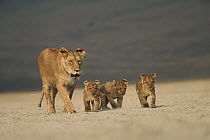 African Lion (Panthera leo) mother walking with three cubs, Serengeti National Park, Tanzania