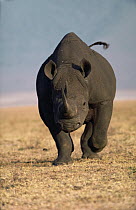 Black Rhinoceros (Diceros bicornis) charging, Serengeti National Park, Tanzania