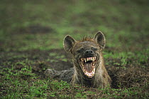 Spotted Hyena (Crocuta crocuta) laughing, Serengeti