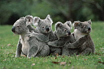 Koala (Phascolarctos cinereus) in a line on ground, Australia