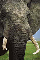 African Elephant (Loxodonta africana) male face, Serengeti National Park, Tanzania