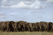 African Elephant (Loxodonta africana) herd walking in a line, Serengeti National Park, Tanzania