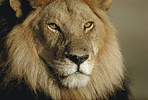 African Lion (Panthera leo) male portrait, Serengeti National Park, Tanzania