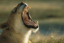African Lion (Panthera leo) female roaring, Serengeti National Park, Tanzania