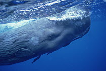 Sperm Whale (Physeter macrocephalus) adult with attached Remoras skimming ocean surface, Dominica