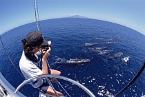 Sperm Whale (Physeter macrocephalus) researcher photographing whale pod