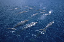 Sperm Whale (Physeter macrocephalus) group at water surface, Galapagos Islands, Ecuador