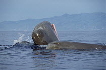 Sperm Whale (Physeter macrocephalus) group surfacing, one with open mouth showing teeth, Azores