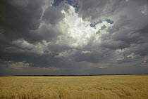 Nimbus storm clouds over prairie, Minnesota