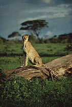 Cheetah (Acinonyx jubatus) resting on log, Serengeti, Tanzania