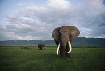 African Elephant (Loxodonta africana) pair on savannah, Serengeti National Park, Tanzania