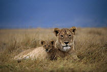 African Lion (Panthera leo) mother and cub at rest, Serengeti National Park, Tanzania